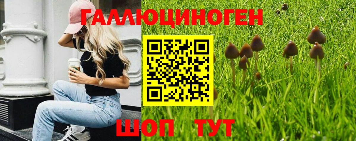 Псилоцибиновые грибы Cubensis Алейск